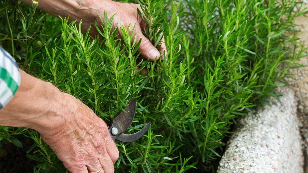 Cette simple négligence peut détruire votre romarin : ce jardinier donne l'astuce inratable